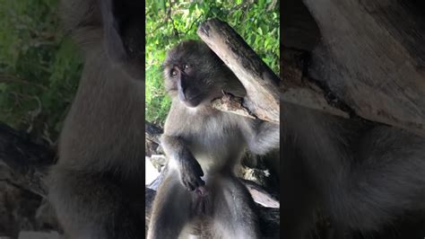 [50/50] Monkey jerking off (NSFW) | A very attractive woman (NSFW) 5050.degstu comments sorted by Best Top New Controversial Q&A Add a Comment Ace_Senpaiii • Additional comment actions. Is the monkey gay for fapping to a human male? ... Posts like this are a win win that monkey was hilarious